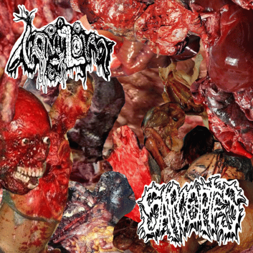 Sarcoptes (USA-1) : Vomitoma - Sarcoptes